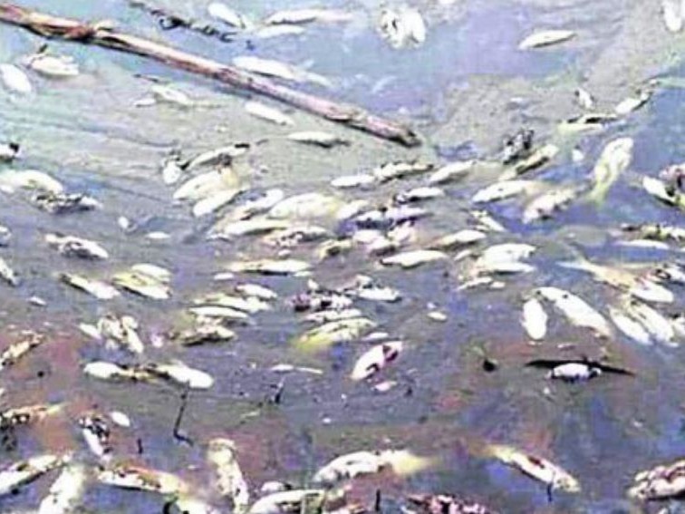 कृषि फर्मको माछा पोखरीमा विष, माछा मरे 